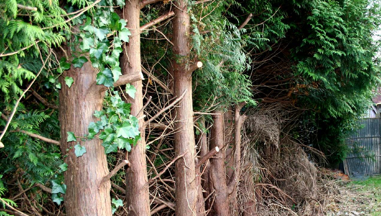 Peter and June Townley allowed this to happen to their evergreens to cause loss of light to a neighbour